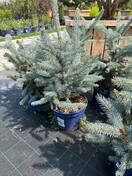 Ель колючая Koster (Костер)