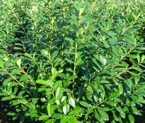 Лавровишня португальская Rotundifolia (Ротундифолия)