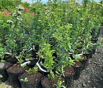 Пираканта Orange Star (Оранж Стар)