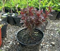 Пузыреплодник калинолистный All Black (Олл Блек)