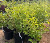 Пузыреплодник калинолистный Raspberry Lemonade (Распберри Лемонад)