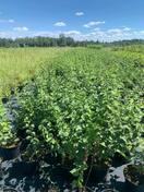 Чубушник Virginal (Вирджинал)