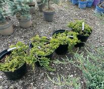 Можжевельник горизонтальный Грин Карпет