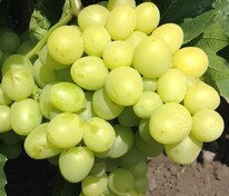 Виноград плодовый "Аркадия-Настя"