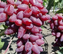 Виноград плодовый "Дубовский розовый"