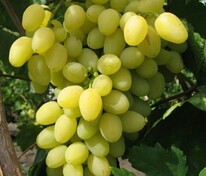 Виноград плодовый "Лора-Флора"