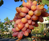 Виноград плодовый "Преображение"
