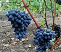 Виноград плодовый "Ромбик"