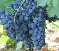 Виноград плодовый киш-миш "Аттика" бессемянный