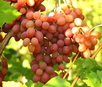 Виноград плодовый киш-миш "Лучистый" бессемянный