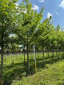 Клен сахарный