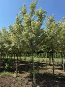 Клен ясенелистный Фламинго