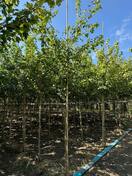 Клен красный Ред Сансет