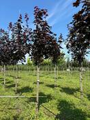 Клен остролистный Роял Ред