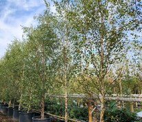 Береза повислая