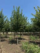 Клен красный Бургунди Бель