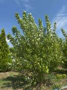 Клен серебристый