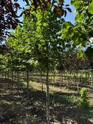 Липа американская Редмонд