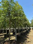 Липа войлочная Стерлинг