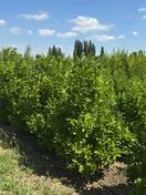 Магнолия Сьюзан