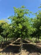 Дуб болотный