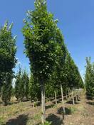 Дуб болотный Грин Пиллар