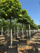 Платан кленолистный