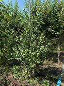 Церцис (Багрянник) японский (куст)