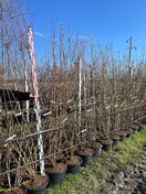 Клен Гиннала